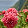 Organic Peony Poppy Mix Seeds – Papaver Paeoniflorum Mixed Colors Red, White, Pink, Black, Purple, Salmon – photo 11