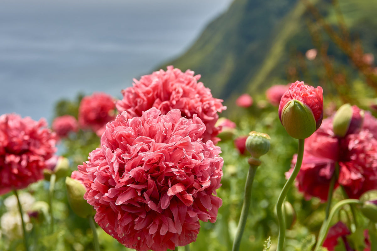 Organic Peony Poppy Mix Seeds – Papaver Paeoniflorum Mixed Colors Red, White, Pink, Black, Purple, Salmon – photo 11