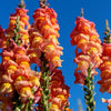 250 ORANGE WONDER SNAPDRAGON Antirrhinum Majus Flower Seeds