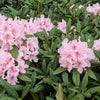 50 Rosebay RHODODENDRON Maximum White Pink Laurel Bush Shrub Flower Seeds