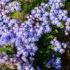 100 Dwarf BLUE MINK AGERATUM Houstonianum Fuzzy Double West Indies Flower Seeds