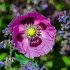 1000 HUNGARIAN BREADSEED POPPY Papaver Somniferum Purple Blue Flower Seeds