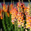 250 ORANGE WONDER SNAPDRAGON Antirrhinum Majus Flower Seeds