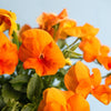 50 ORANGE SUN PANSY Swiss Giant Viola Wittrockiana Flower Seeds