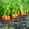 1500 SCARLET NANTES CARROT Daucus Carota Vegetable Seeds