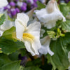 100 Twinkle WHITE MONKEY FLOWER Mimulus Seeds