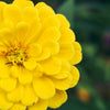 250 Yellow CANARY BIRD ZINNIA Elegans Flower Seeds