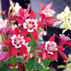 Mixed European Columbine Seeds – Aquilegia Flower – photo 3