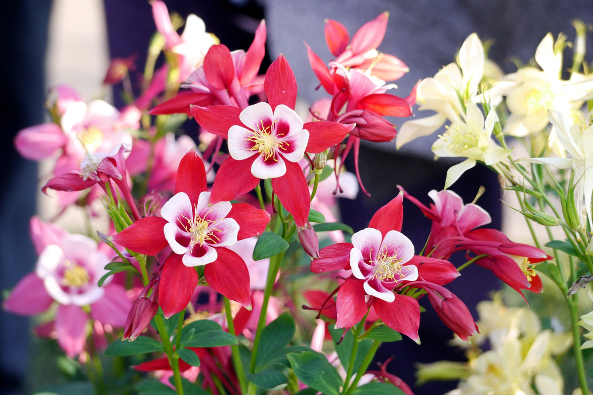 Mixed European Columbine Seeds – Aquilegia Flower – photo 3