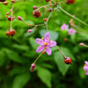 150 FAME FLOWER Jewels of Opar Talinum Paniculatum Portulaca Patens Fameflower Vegetable Leaf Seeds