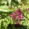 250 SIAM QUEEN Thai BASIL Ocimum Thyrsiflora Herb Flower Seeds