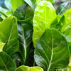 250 BARESE SWISS CHARD White Rib Perpetual Spinach Beta Vulgaris Vegetable Seeds