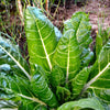 250 BARESE SWISS CHARD White Rib Perpetual Spinach Beta Vulgaris Vegetable Seeds