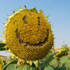 Early Mammoth Russian Sunflower Seeds – Helianthus Annuus Flower – photo 8