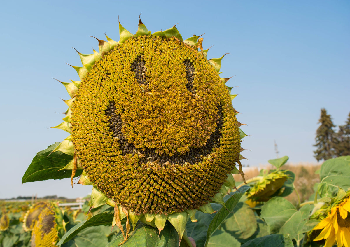 Early Mammoth Russian Sunflower Seeds – Helianthus Annuus Flower – photo 8