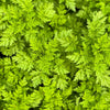150 GARDEN CHERVIL (Gourmet Parsley) Anthriscus Cerefolium Herb Flower Seeds