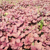 500 RED GARNET AMARANTH Amaranthus Tricolor Vegetable Flower Seeds