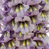 400 Royal PAULOWNIA EMPRESS TREE Tomentosa Flower Seeds