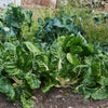 300 LUCULLUS SWISS CHARD Beta Vulgaris White Perpetual Spinach Vegetable Seeds