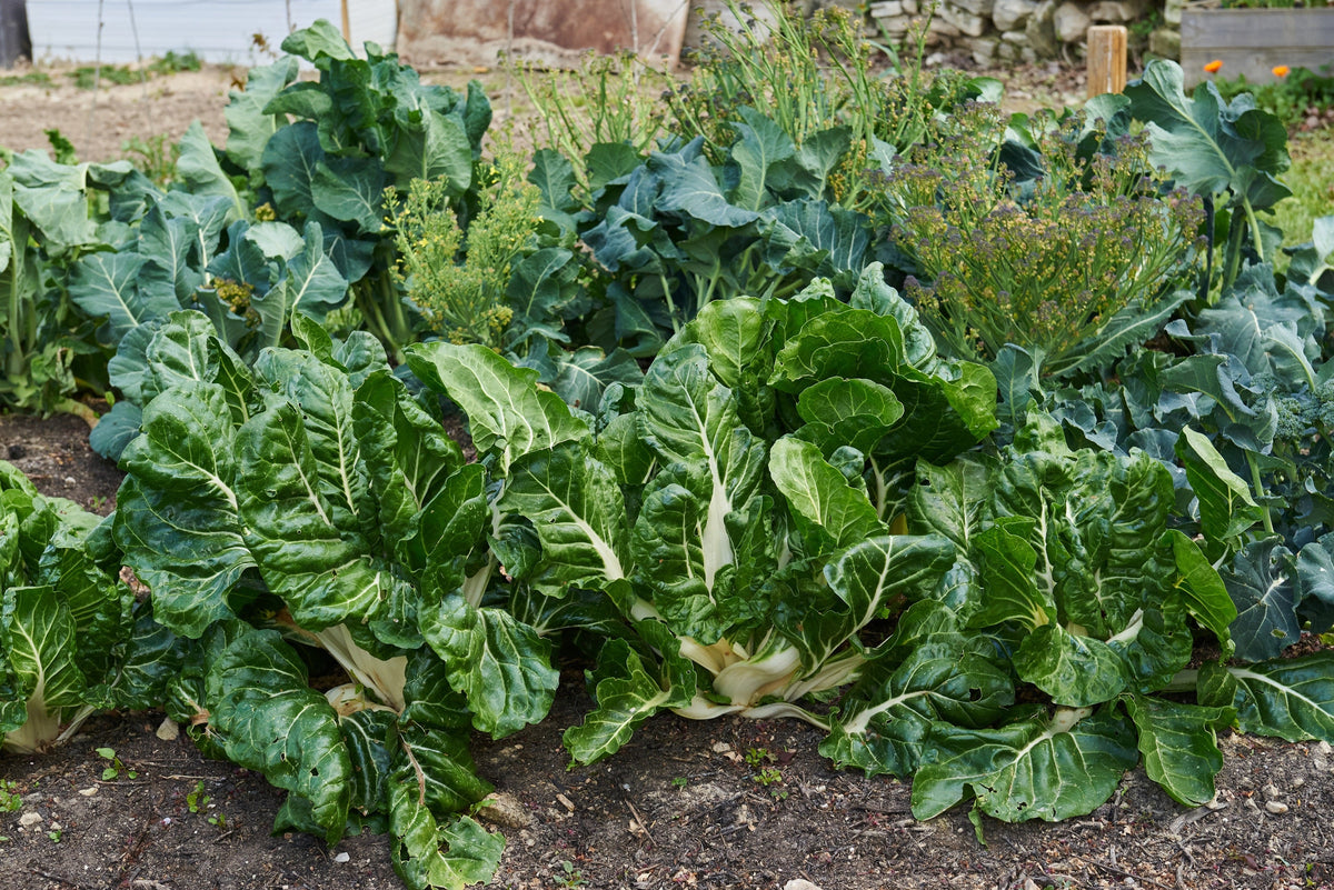Lucullus Swiss Chard Seeds – Beta Vulgaris White Perpetual Spinach Vegetable – photo 2