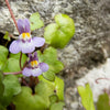 100 KENILWORTH IVY (Ivy-Leaved Toadflax) Cymbalaria Muralis Vine Flower Seeds