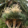 Dragon Tree Seeds – Dracaena Draco Canary Island Drago Blood Asparagus Yucca Evergreen Succulent Houseplant – photo 15