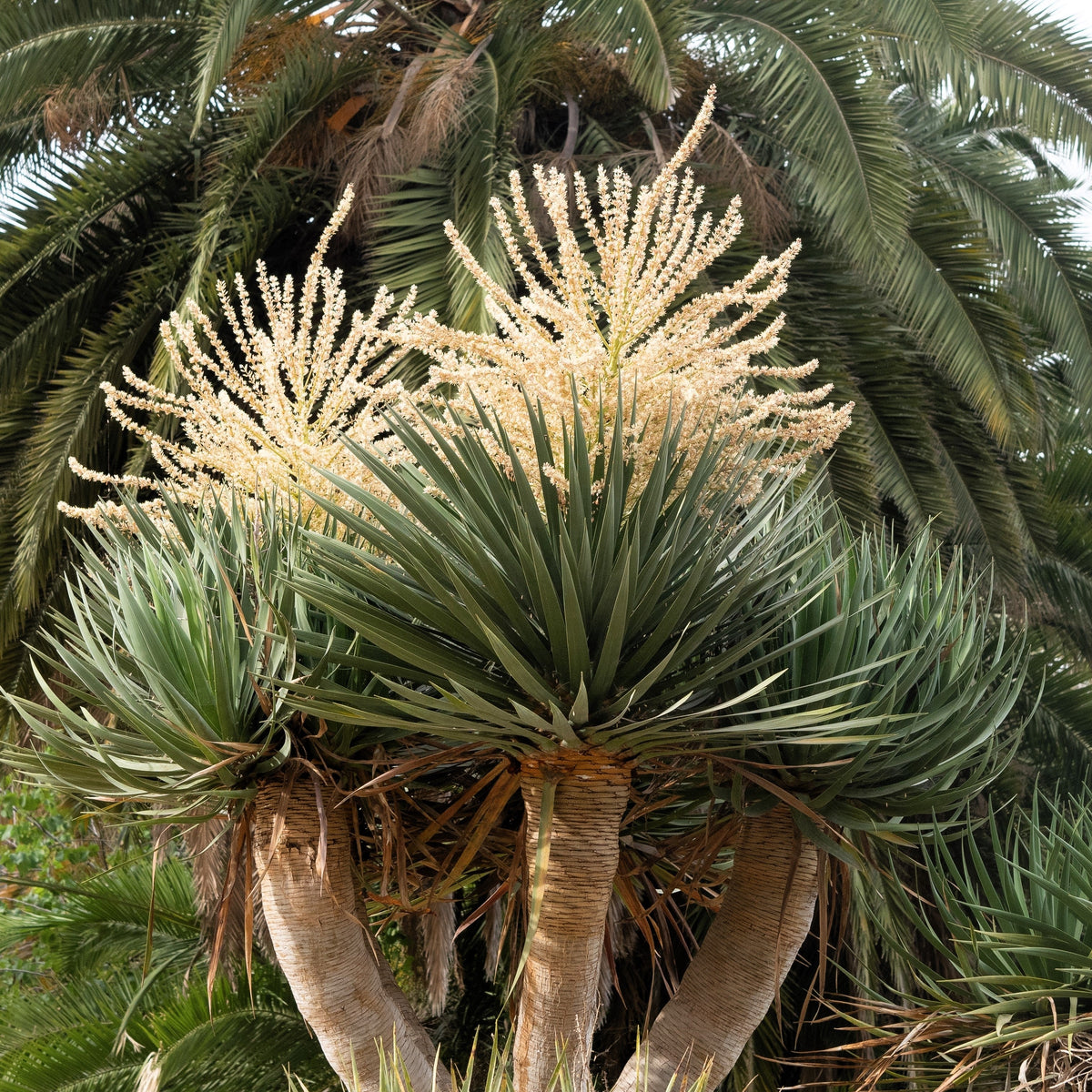 Dragon Tree Seeds – Dracaena Draco Canary Island Drago Blood Asparagus Yucca Evergreen Succulent Houseplant – photo 15