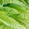 3000 PARRIS ISLAND Romaine LETTUCE Lactuca Sativa Vegetable Seeds