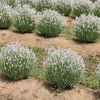 20 WHITE LAVENDER English Lavandula Angustifolia Herb Flower Seeds