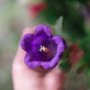 Mixed Colors Cup & Saucer (Canterbury Bells) Campanula Medium Flower Seeds – photo 12