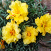 100 Yellow PORTULACA MOSS ROSE Portulaca Grandiflora Succulent Flower Seeds
