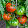 500 BEEFSTEAK TOMATO Lycopersicon Lycopersicum Fruit Vegetable Seeds