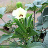 150 EMERALD GREEN Velvet OKRA Spineless Abelmoschus Esculentus Vegetable Seeds