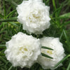 100 White PORTULACA Grandiflora / MOSS ROSE Succulent Flower Seeds