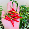 30 BIRDS Eye CHILI PEPPER (Chiltepin Pepper) Capsicum Frutescens Vegetable Seeds