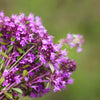 100 Walk On Me CREEPING THYME Thymus Serpyllum Herb Flower Seeds