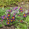 25 VIOLET ANEMONE Pulsatilla Vulgaris Purple PASQUE Flower Seeds