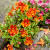 250 TIGER MONKEY Mixed Colors Mimulus Tigrinus Flower Seeds