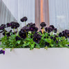 50 BLACK PANSY Clear Crystals Viola Wittrockiana Flower Seeds