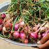 100 SCARLET BANDIT Bunching ONION Red Allium Cepa Vegetable Seeds