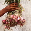 100 SCARLET BANDIT Bunching ONION Red Allium Cepa Vegetable Seeds