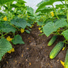 200 NATIONAL PICKLING CUCUMBER Fruit Cucumis Sativus Seeds