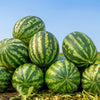 50 Yellow Flesh YELLOW CRIMSON WATERMELON Melon Fruit Vine Seeds