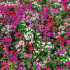 500 MIXED CHINESE PINKS China Rainbow Pink Dianthus Chinensis Bicolor Flower Seeds