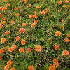 100 Orange PORTULACA MOSS ROSE Portulaca Grandiflora Succulent Flower Seeds
