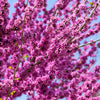 40 GIANT REDBUD TREE Cercis Gigantea Pink Purple Flower Seeds