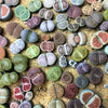 10 LIVING STONE / LITHOPS Mixed Colors Pebble Houseplant Flower Seeds