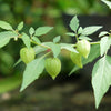 50 PINEAPPLE TOMATILLO Yellow Ground Cherry Physalis Ixocarpa Fruit Vine Seeds