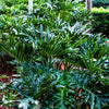 15 Lacy TREE PHILODENDRON Split Leaf Cut-leaf Selloum House Plant Seeds