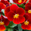 50 RED & YELLOW PANSY Violet Viola Wittrockiana Flower Seeds